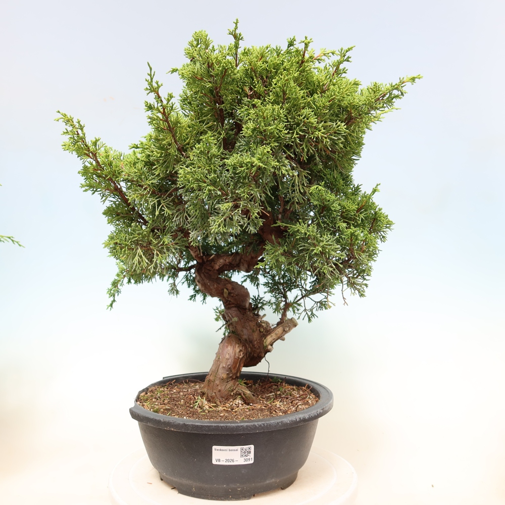 Vonkajší bonsai – Juniperus chinensis Itoigawa – čínsky jalovec