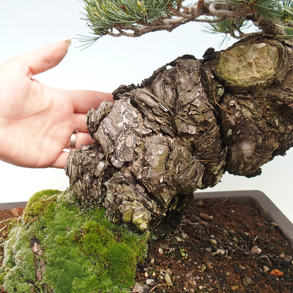 Vonkajšie bonsaje - Pinus parviflora - Pinus parviflora