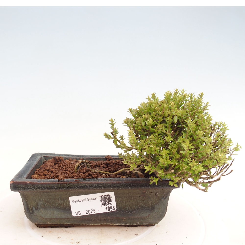 Vonkajší bonsai-Lonicera nitída Twiggy-Zimolez
