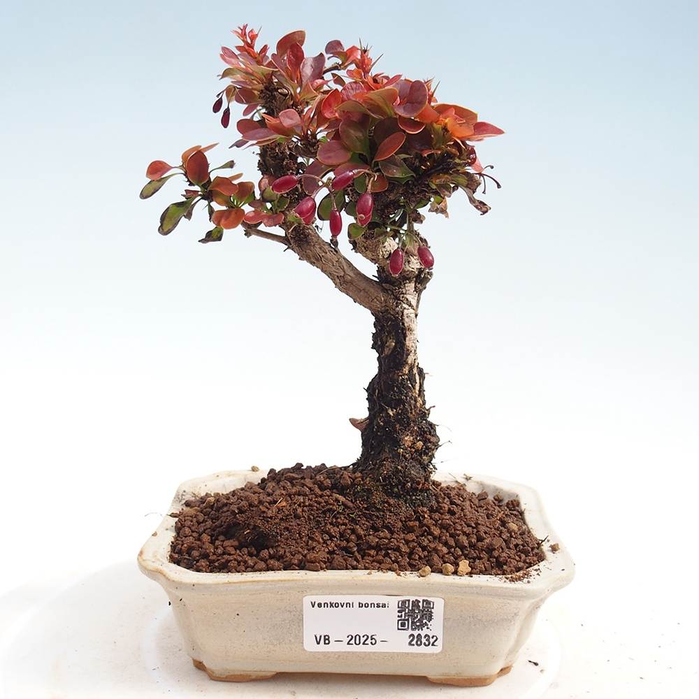 Vonkajšie bonsaje - Berberis Thunbergii Bagatelle