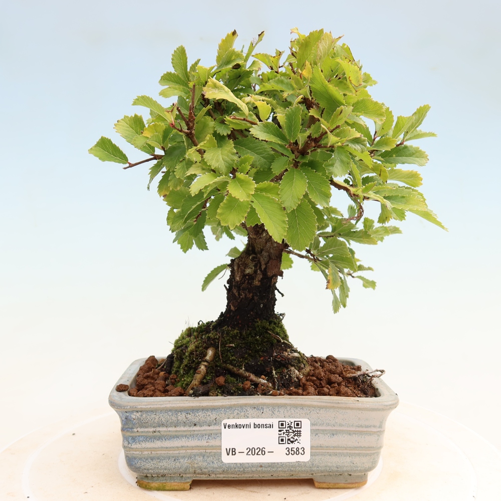 Vonkajšie bonsaje - Zelkova - Zelkova NIRE