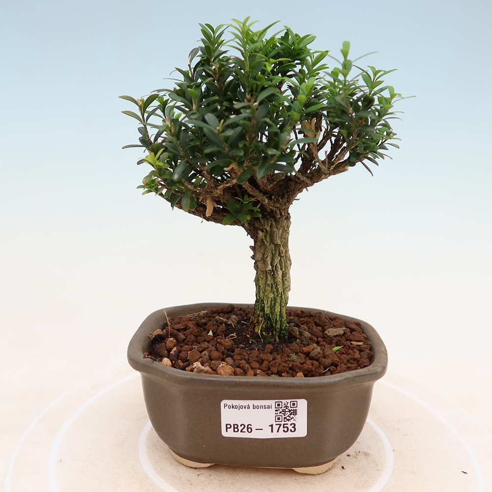 Izbové bonsaje - Buxus harlandii - korkový buxus