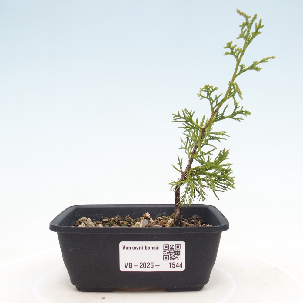 Vonkajší bonsaj - Juniperus chinensis Itoigawa