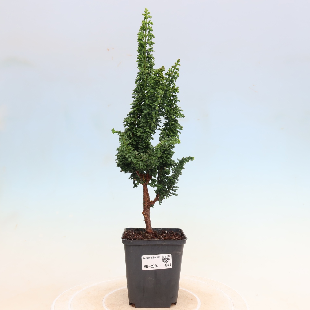 Vonkajší bonsaj - Cham. obtusa SEKKA HINOKI - Cypruštek