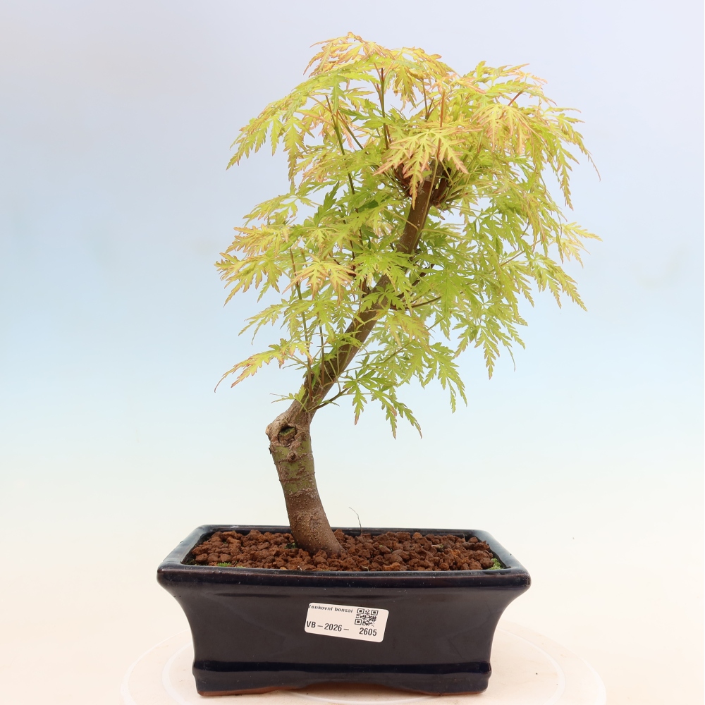 Vonkajší bonsai – Acer palmatum Dissectum – javor dlaňolistý 