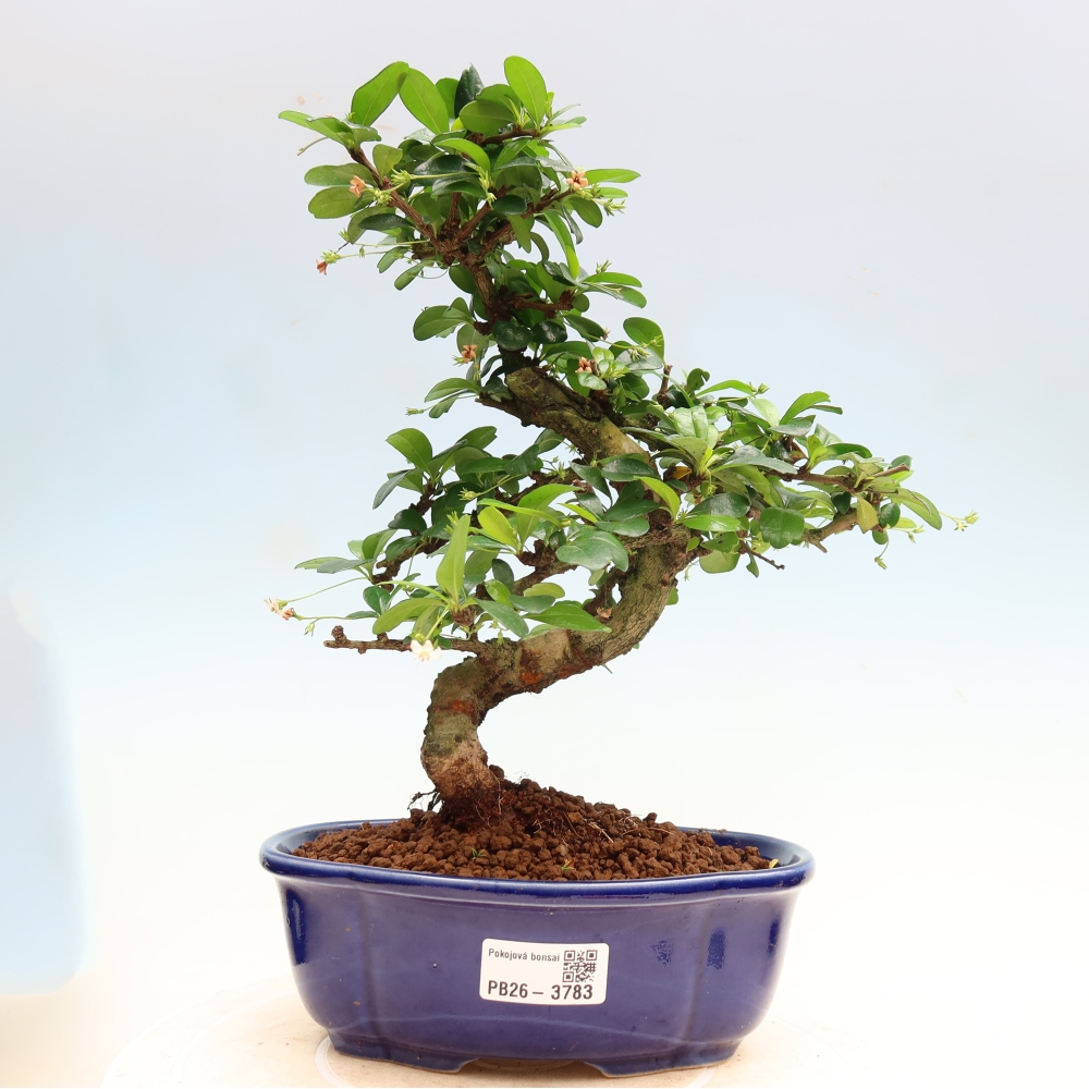 Izbové bonsaje - Carmona macrophylla - Tea fuki