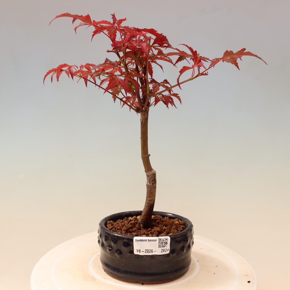 Vonkajšia bonsaj - palma Acer. Atropurpureum-Javor palmový