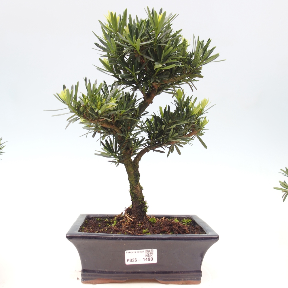 Izbové bonsaje - Podocarpus - Kamenný tis