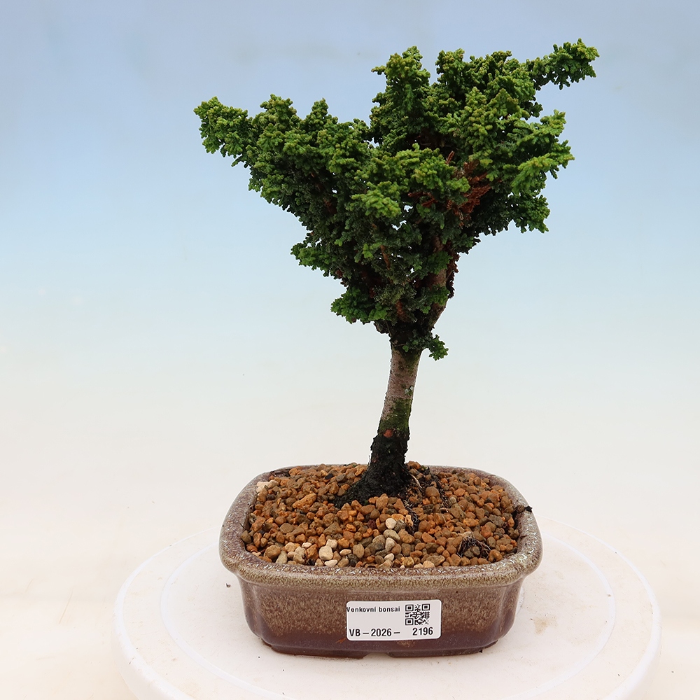 Vonkajší bonsaj - Cham. obtusa SEKKA HINOKI - Cypruštek