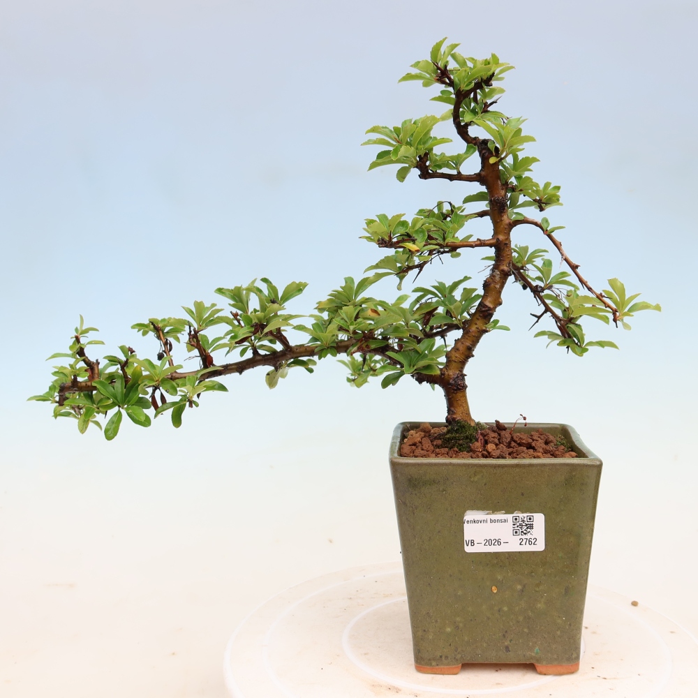 Vonkajší bonsai – Pyracantha teton – hlohovec šarlátový