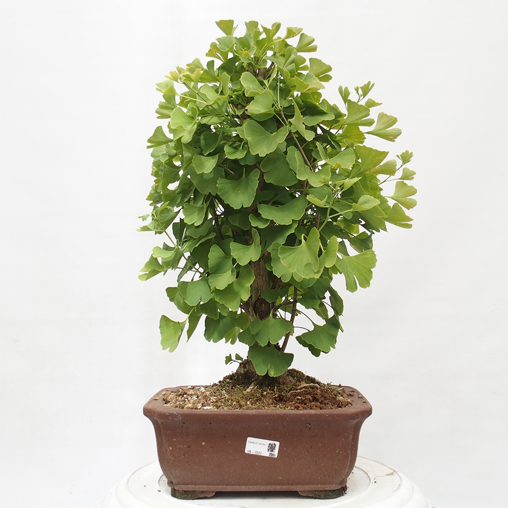 Vonkajší bonsai - Jinan dvojlaločný - Ginkgo biloba