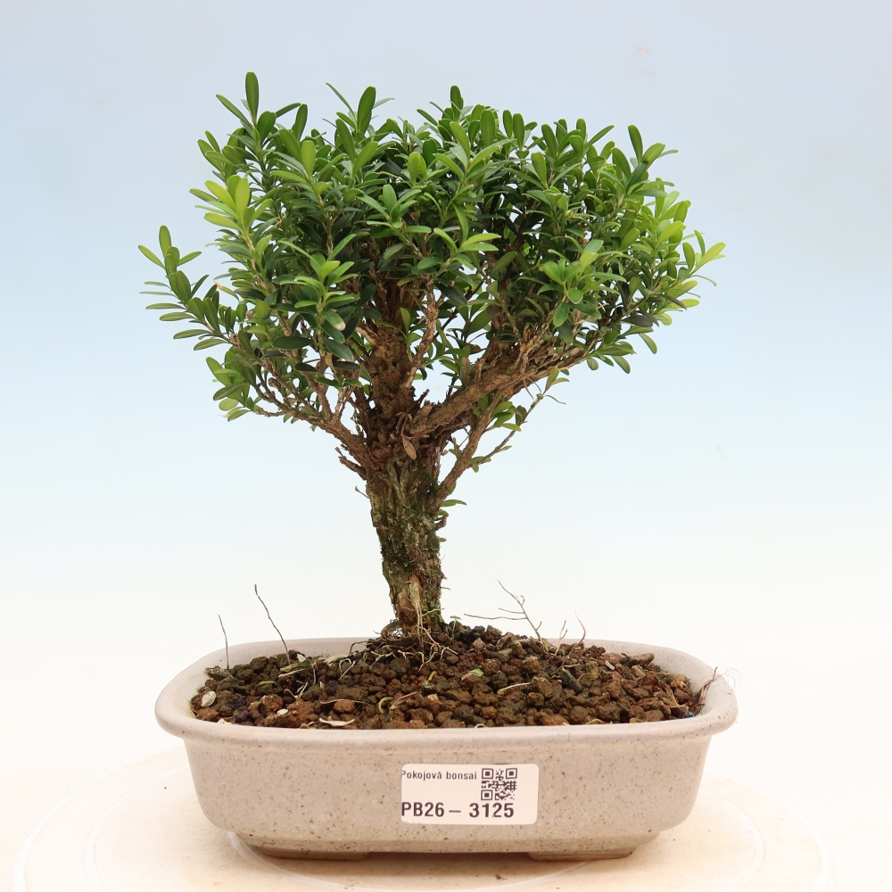 Izbové bonsaje - Buxus harlandii - korkový buxus