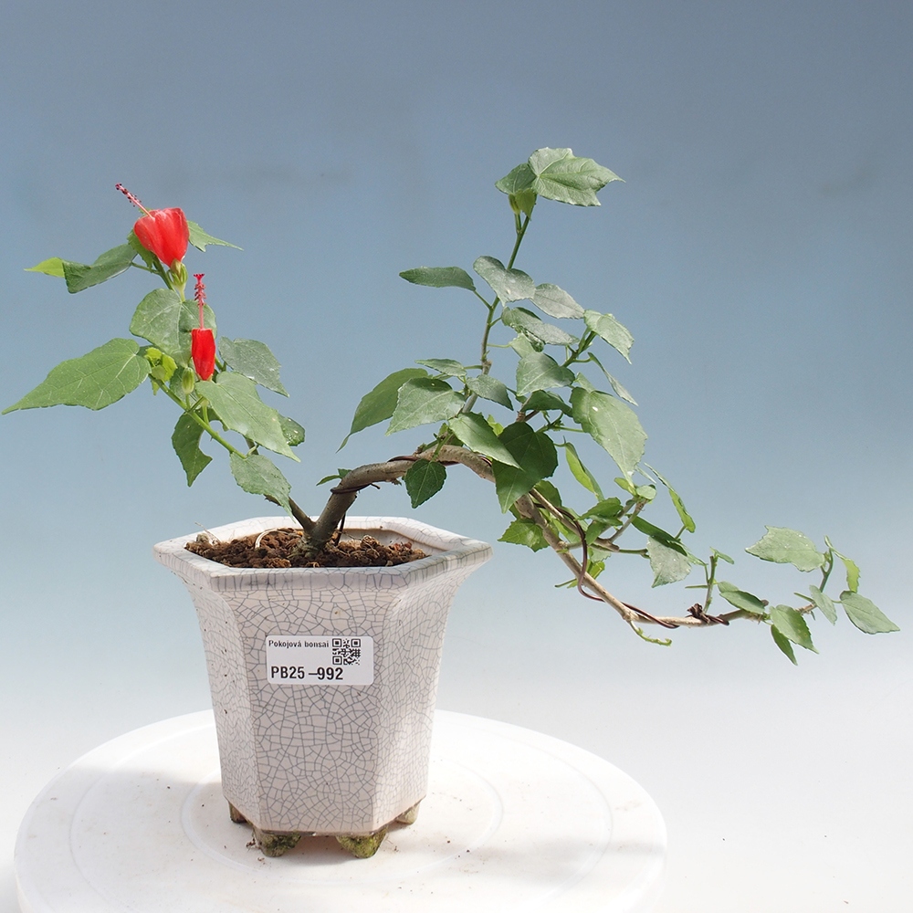 Izbová bonsai - Malvaviscus arboreus - ibištekovec drevnatý