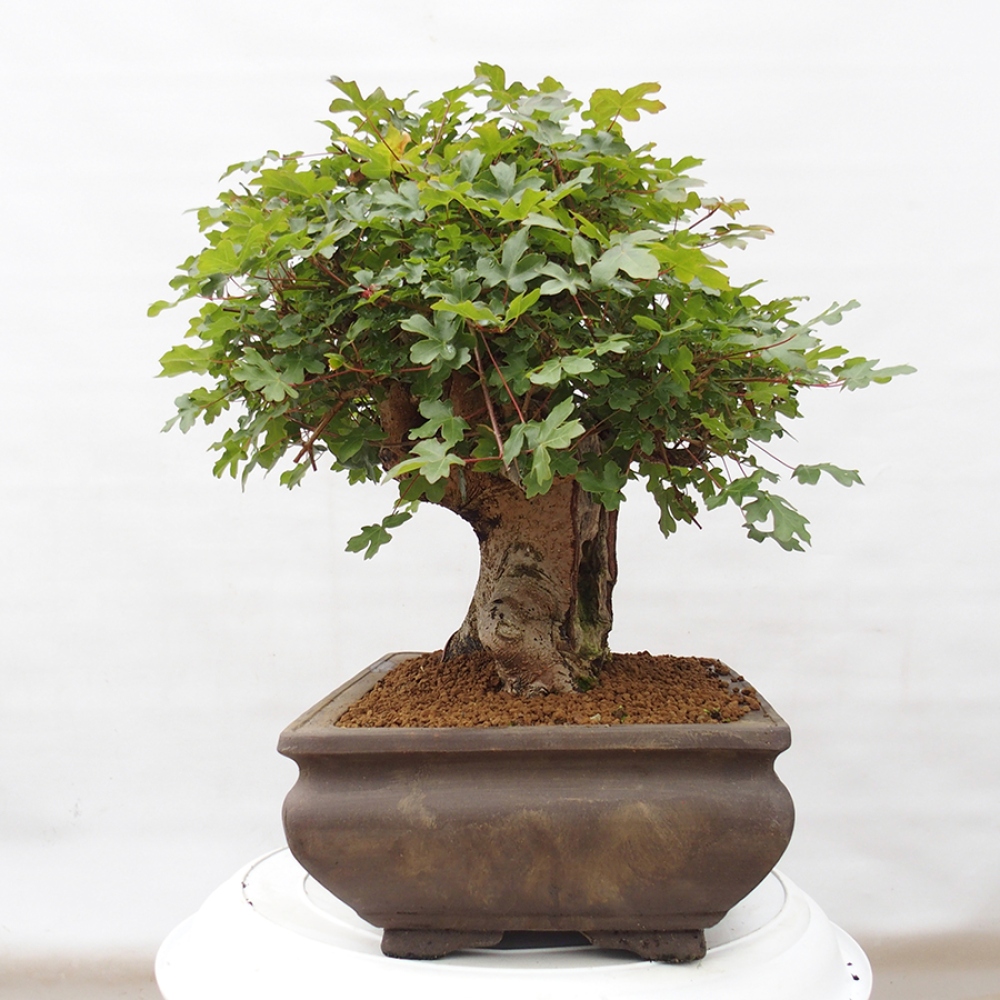 Vonkajší bonsai - Javor Francúzsky - Acer Nonspessulanum