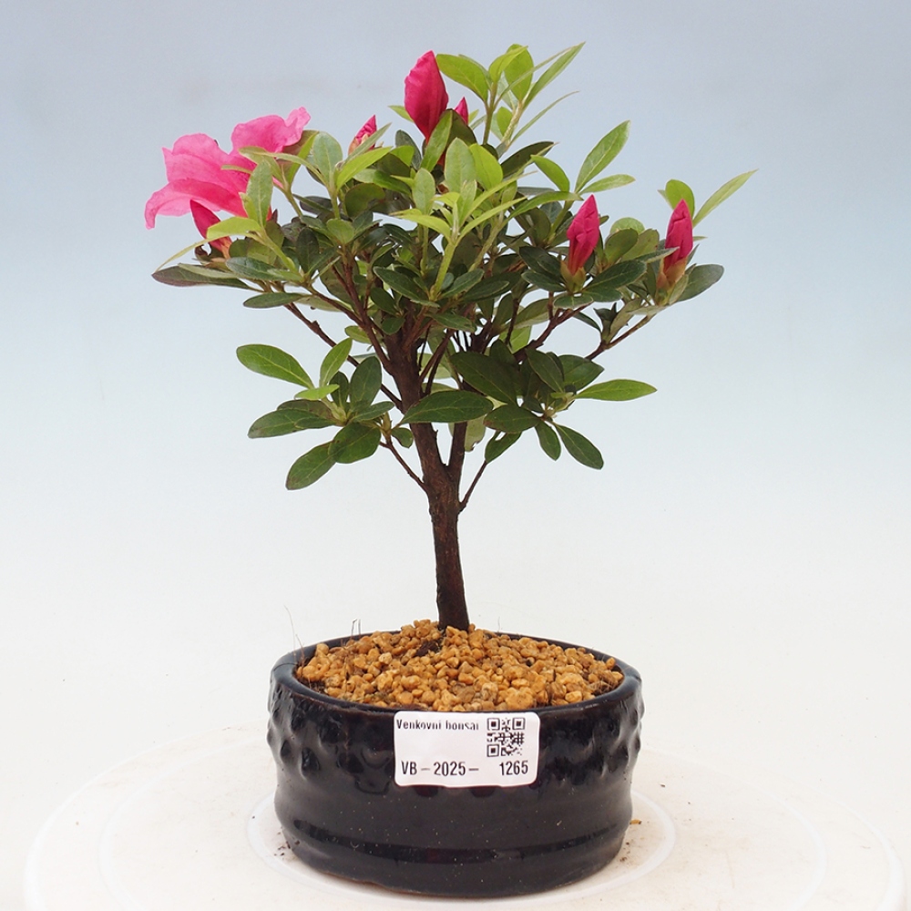 Vonkajší bonsai - Japonská azalka - Azalea sp.