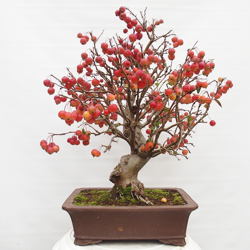 Vonkajší bonsai -Malus halliana - Maloplodá jabloň