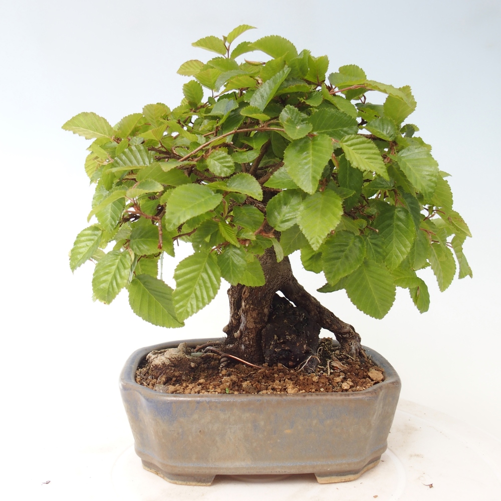 Vonkajšie bonsaje -Carpinus CARPINOIDES - Hrab kórejský