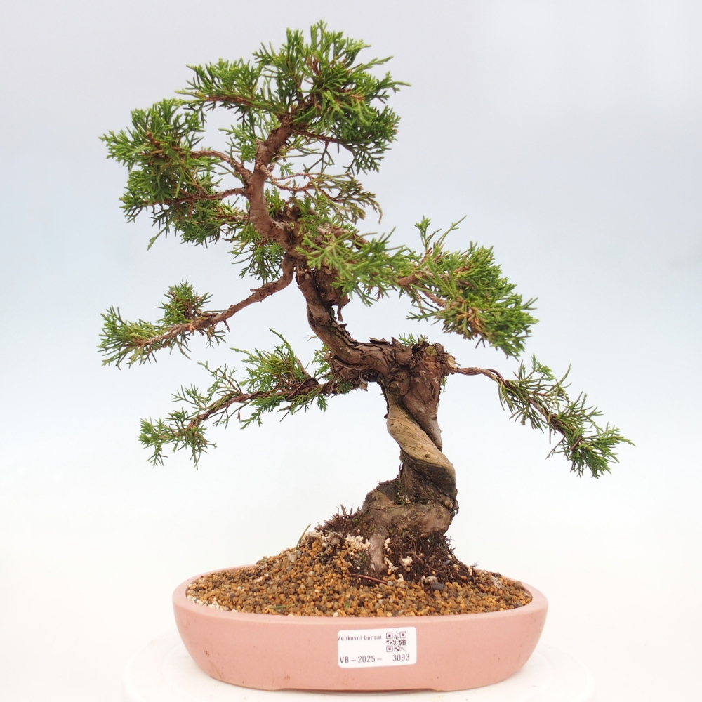 Vonkajší bonsai - Juniperus chinensis Itoigawa -Jalovec čínsky