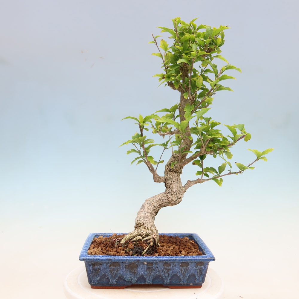 Vonkajší bonsai – Hibiscus syriacus – ibištek sýrsky