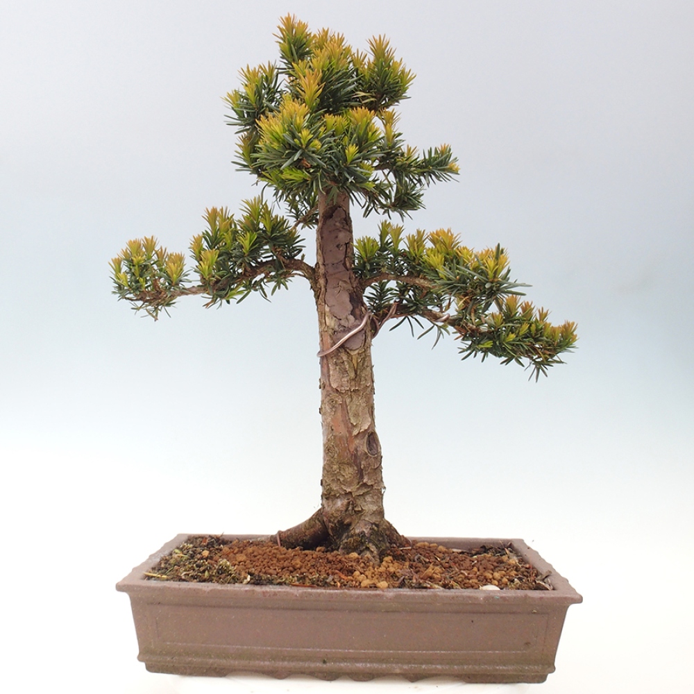 Vonkajší bonsai - Taxus cuspidata - Tis japonský