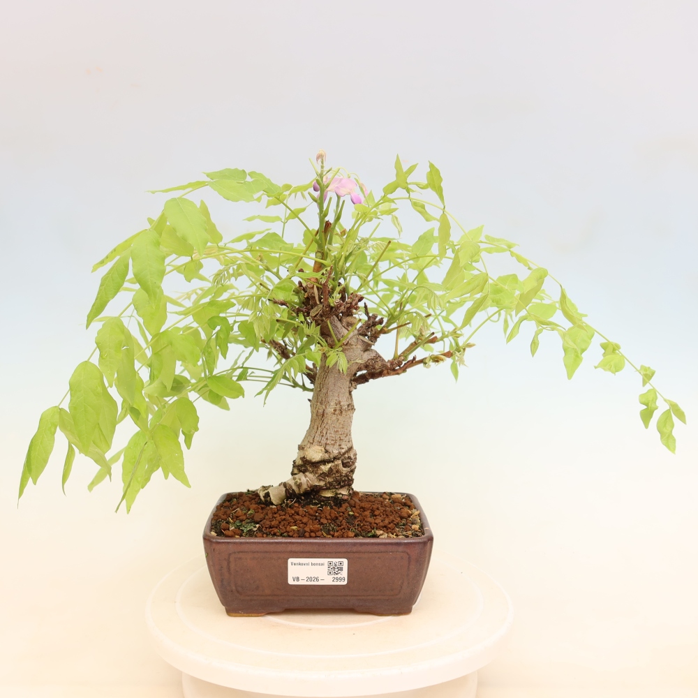 Vonkajšie bonsaje - Wisteria floribunda