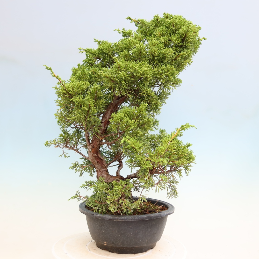 Vonkajší bonsai – Juniperus chinensis Itoigawa – čínsky jalovec