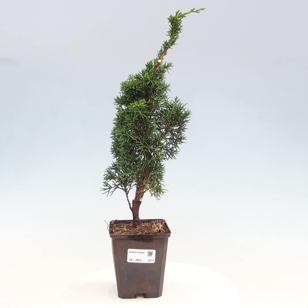 Vonkajšie bonsai - Juniperus chinensis Kishu -Jalovec čínsky