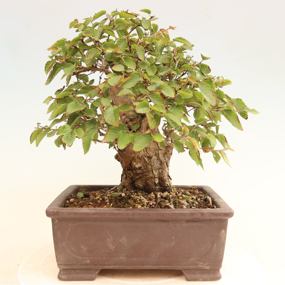 Vonkajšie bonsaje -Carpinus CARPINOIDES - Hrab kórejský