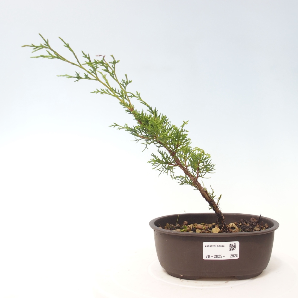 Vonkajší bonsai - Juniperus chinensis Itoigawa -Jalovec čínsky