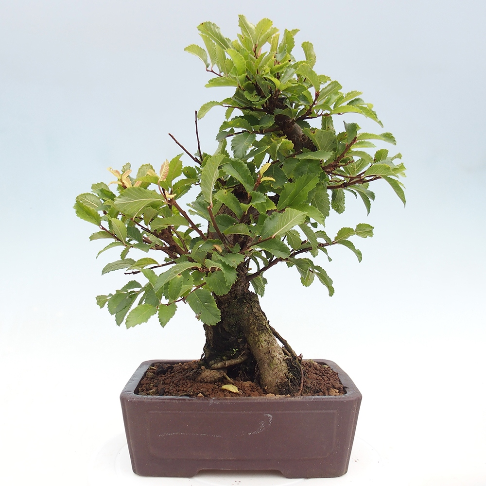 Vonkajšie bonsai - Zelkova - Zelkova serrata