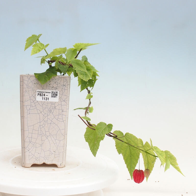 Izbová bonsai - Abutilon Big Bell - Mračniak poříční