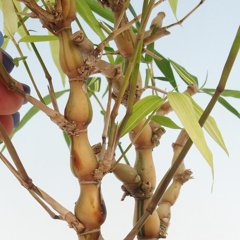 Izbové bonsaje - Bambusové brucho - Bambusové brucho