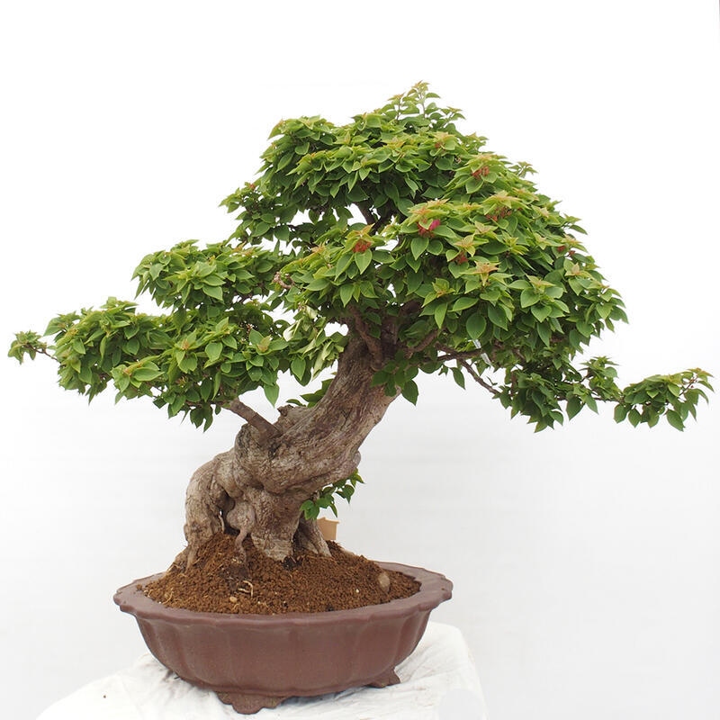 Izbová bonsai - Bouganwilea