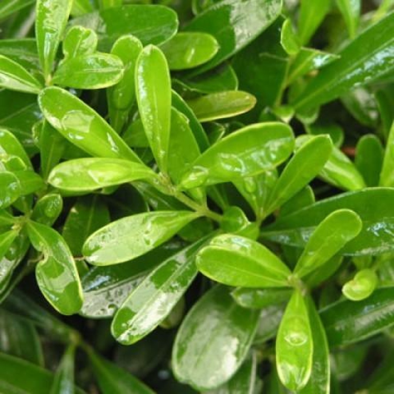 Izbové bonsaje - Buxus harlandii - korkový buxus