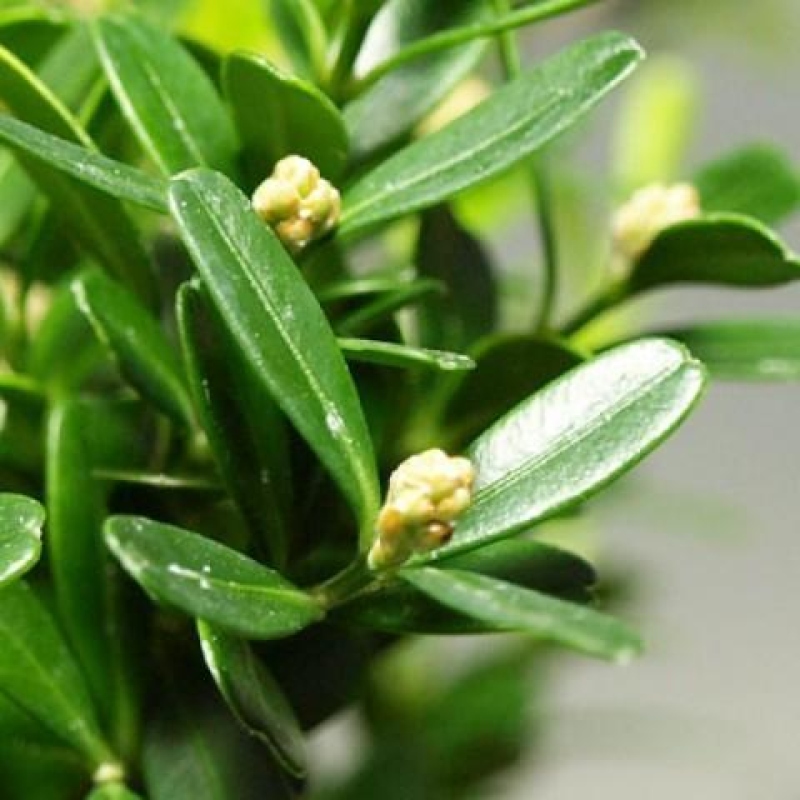 Izbové bonsaje - Buxus harlandii - korkový buxus