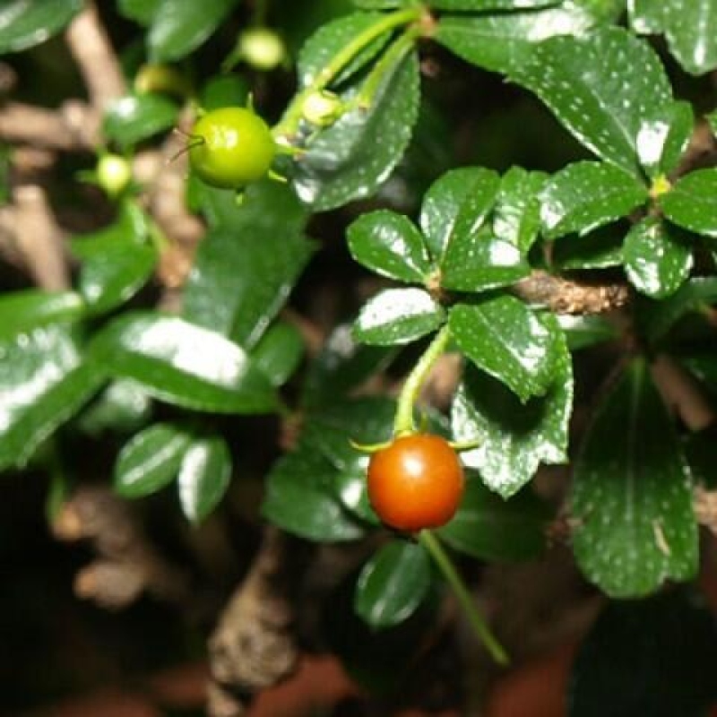 Izbové bonsaje - Carmona macrophylla - Tea fuki