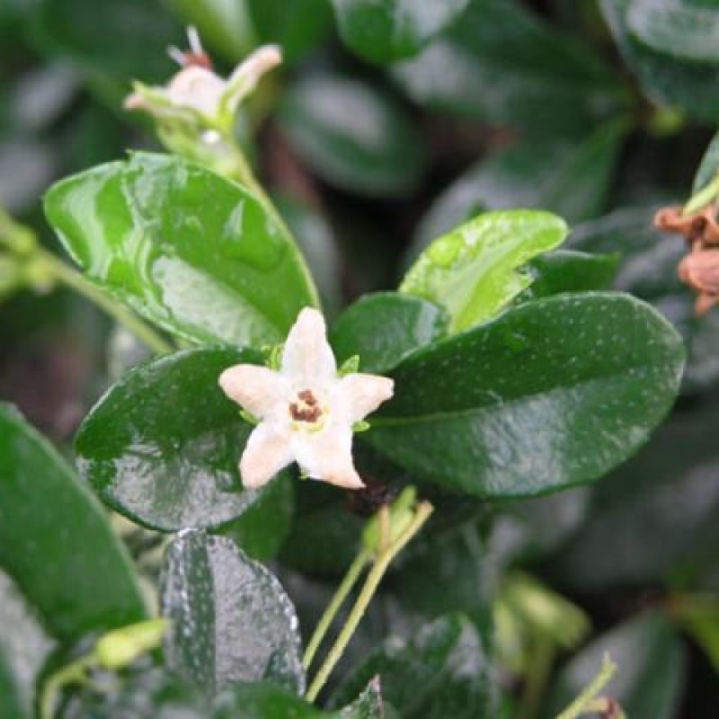 Izbové bonsaje - Carmona macrophylla - Tea fuki