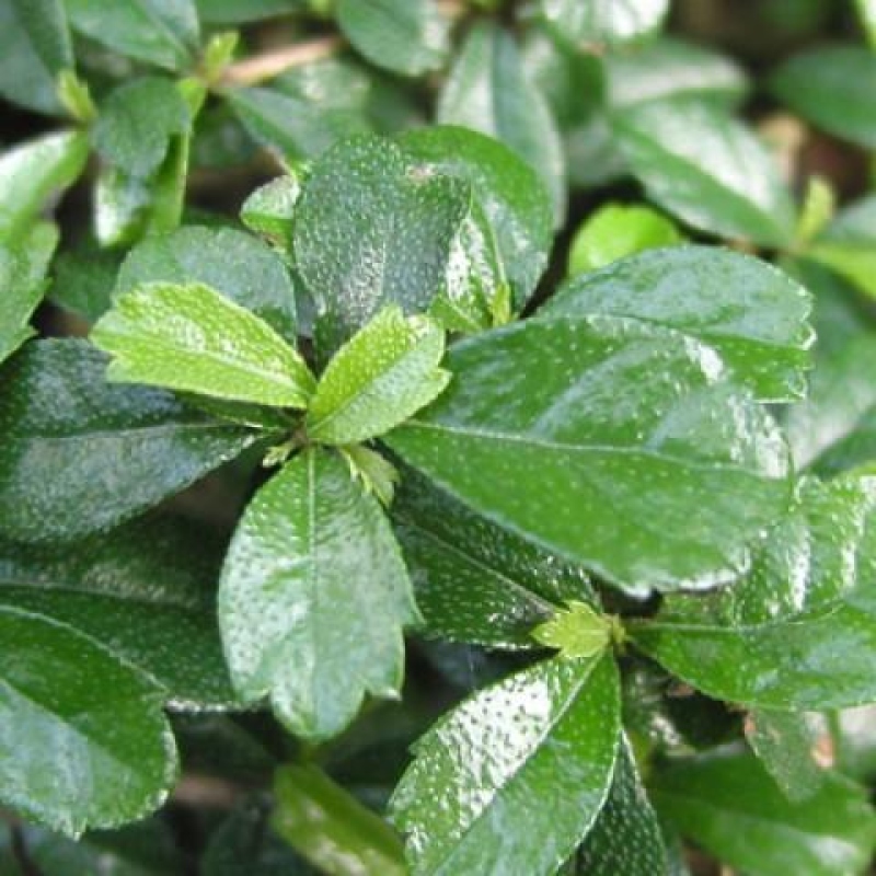 Izbové bonsaje - Carmona macrophylla - Tea fuki