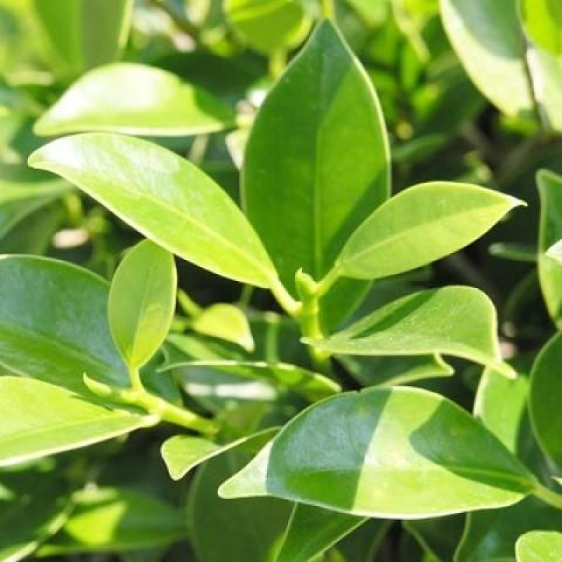 Izbové bonsaje - Ficus kimmen - drobnolistý fikus