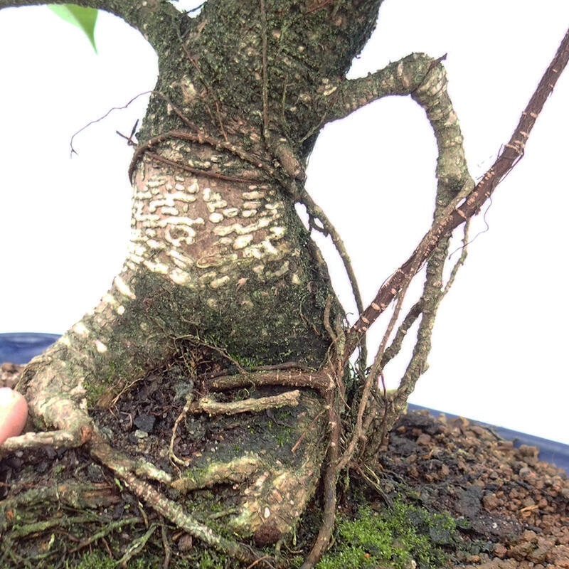 Izbová bonsai - Ficus kimmen - malolistý fikus