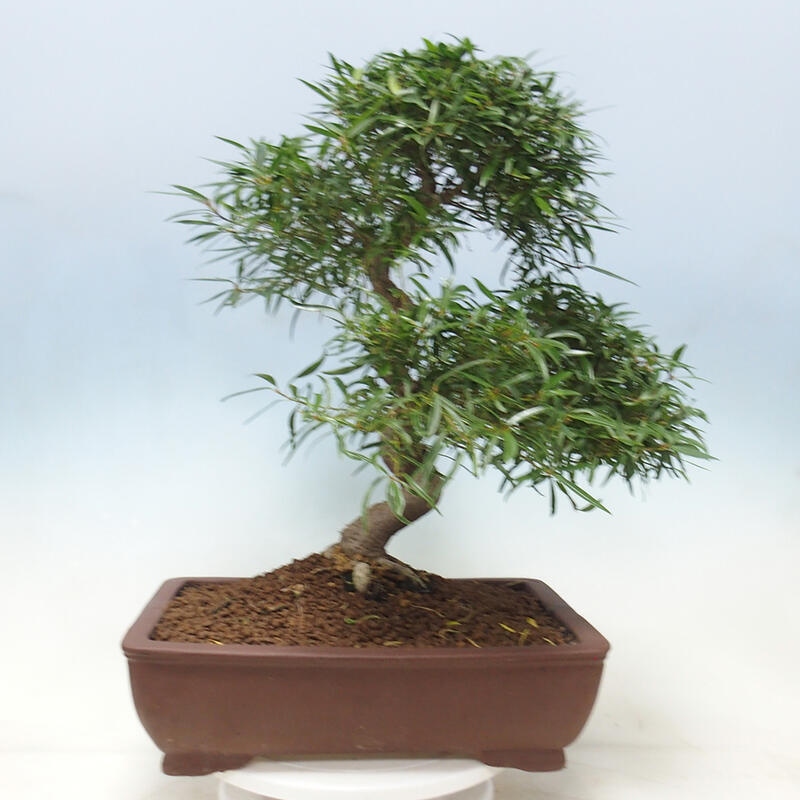 Izbová bonsai - Ficus nerifolia - malolistý fikus
