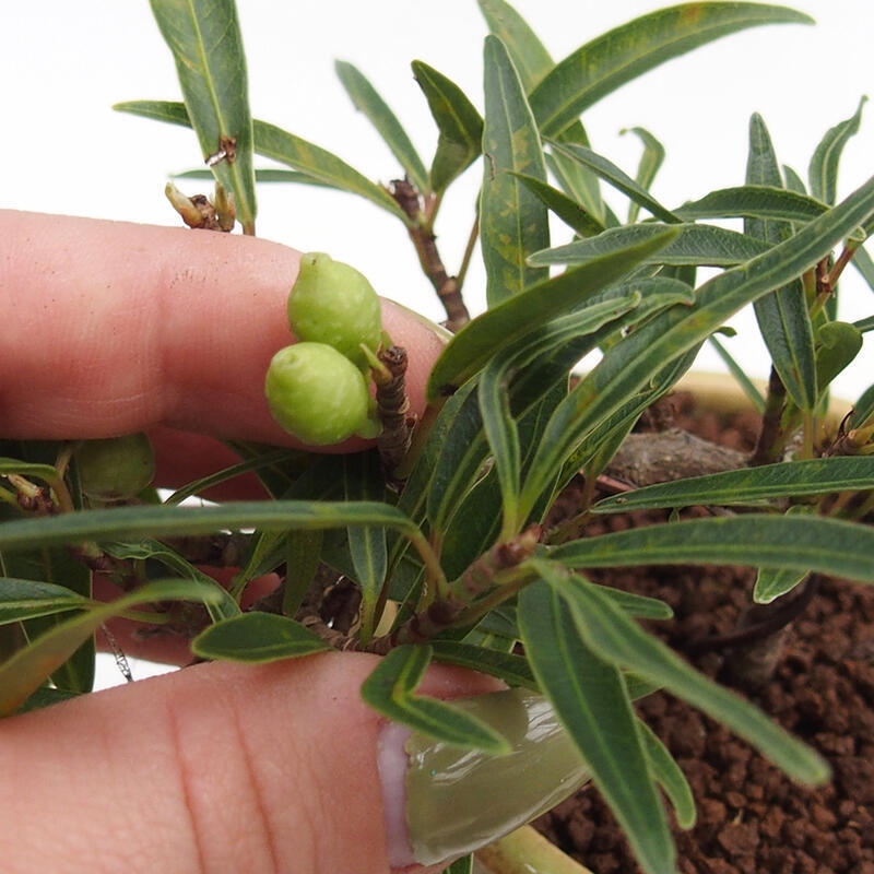 Izbový bonsaj - Ficus nerifolia - drobnolistý fikus v nádobe