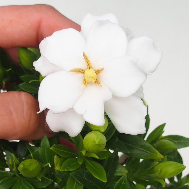 Izba bonsai – Gardenia jasminoides – Gardenia