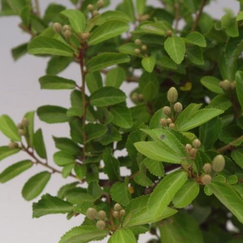 Izba bonsai – Grewia occidentalis – Levanduľová hviezdica