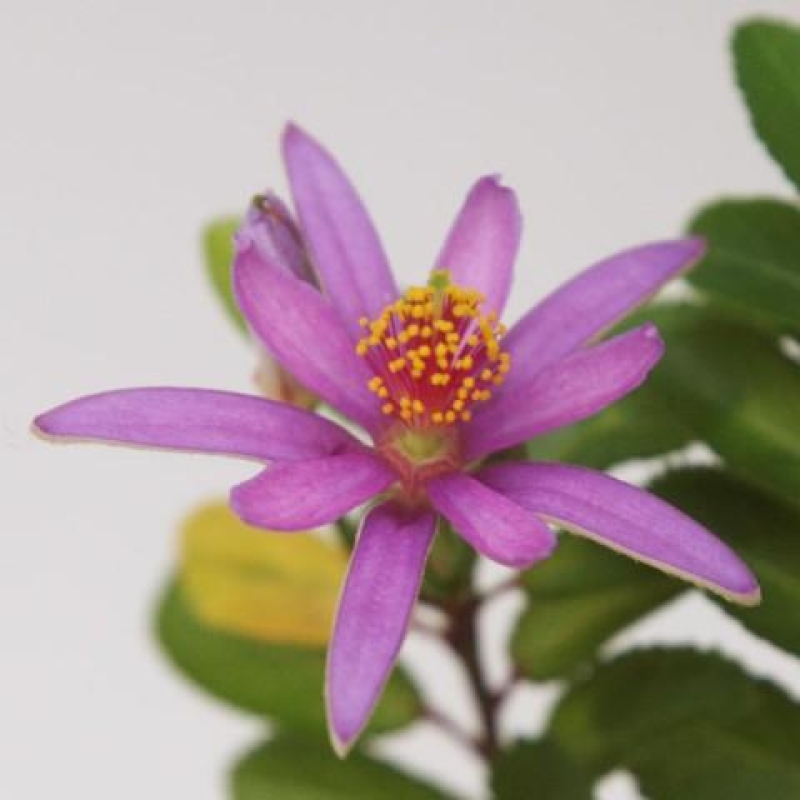 Izba bonsai – Grewia occidentalis – Levanduľová hviezdica