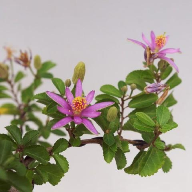 Izba bonsai – Grewia occidentalis – Levanduľová hviezdica