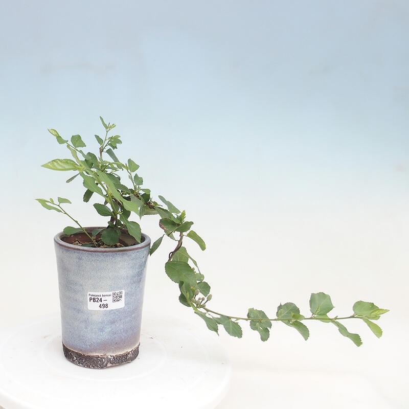 Izbová bonsai - Grewia occidentalis - Hviezdica levanduľová