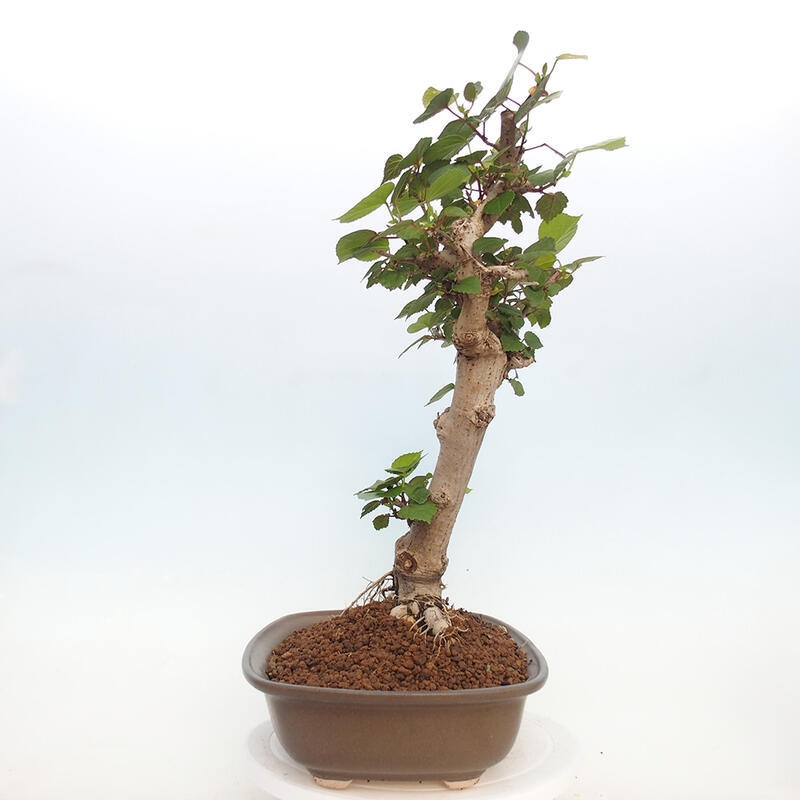 Izbová bonsai - Hibiscus tiliaceus - Ibištek lipovitý, morský