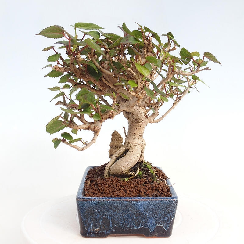 Izbová bonsai - Hibiscus tiliaceus - Ibištek lipovitý, morský