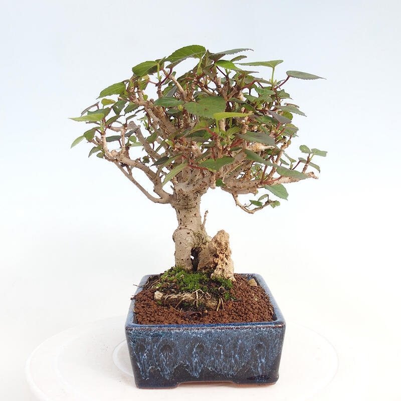 Izbová bonsai - Hibiscus tiliaceus - Ibištek lipovitý, morský